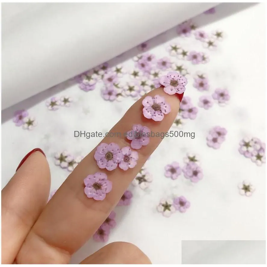 100pcs pressed dried narcissus plum blossom flower with box for epoxy resin jewelry making nail art craft diy accessories7161463