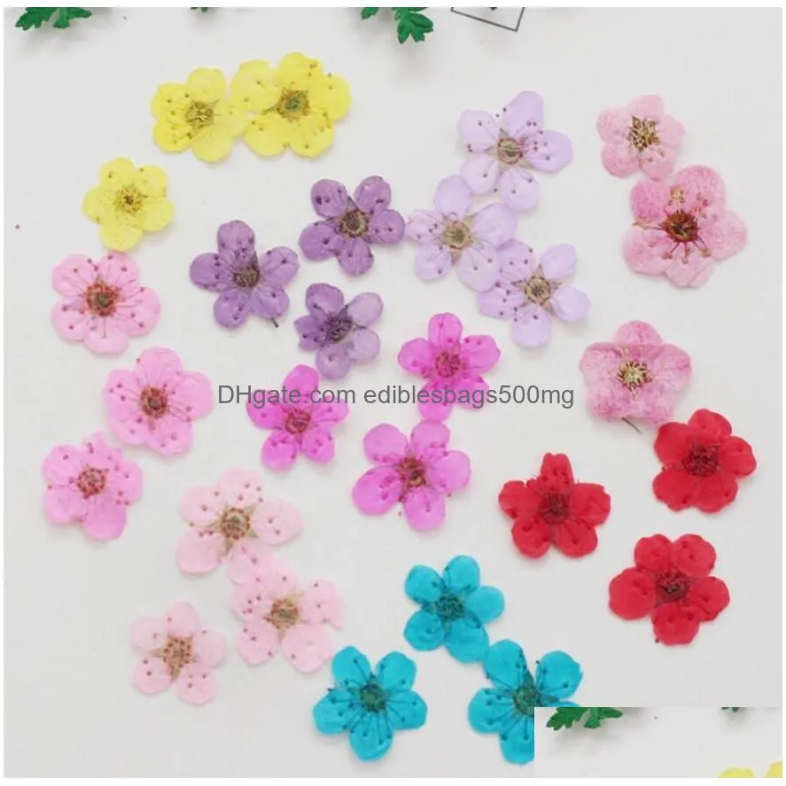 100pcs pressed dried narcissus plum blossom flower with box for epoxy resin jewelry making nail art craft diy accessories7161463