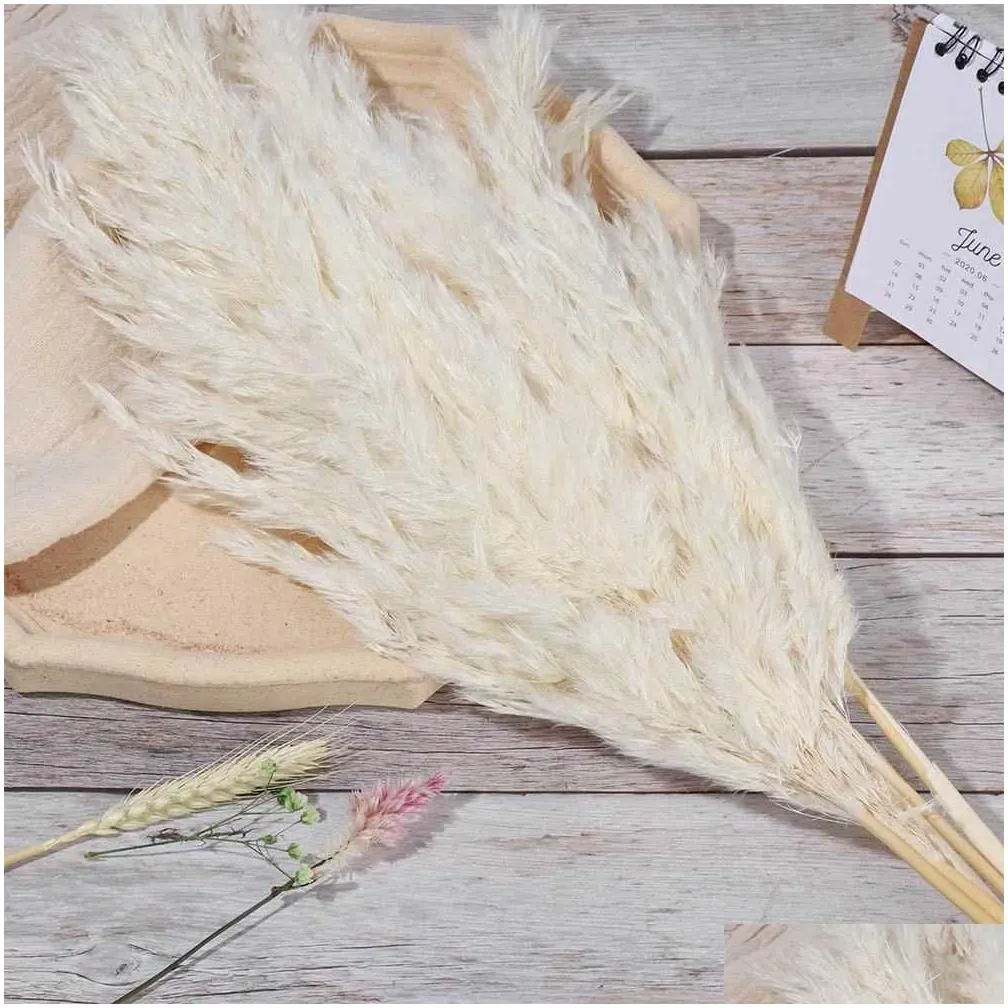 10/20 pcs cream grass fluffy dried pampas ation natural flowers bouquet boho decor valentines day gif 1208