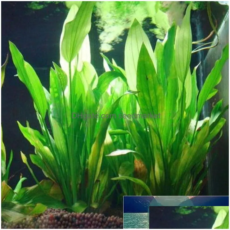 artificial plastic water plant grass aquarium decorations plants fish tank grass flower ornament decor aquatic accessories factory price expert design