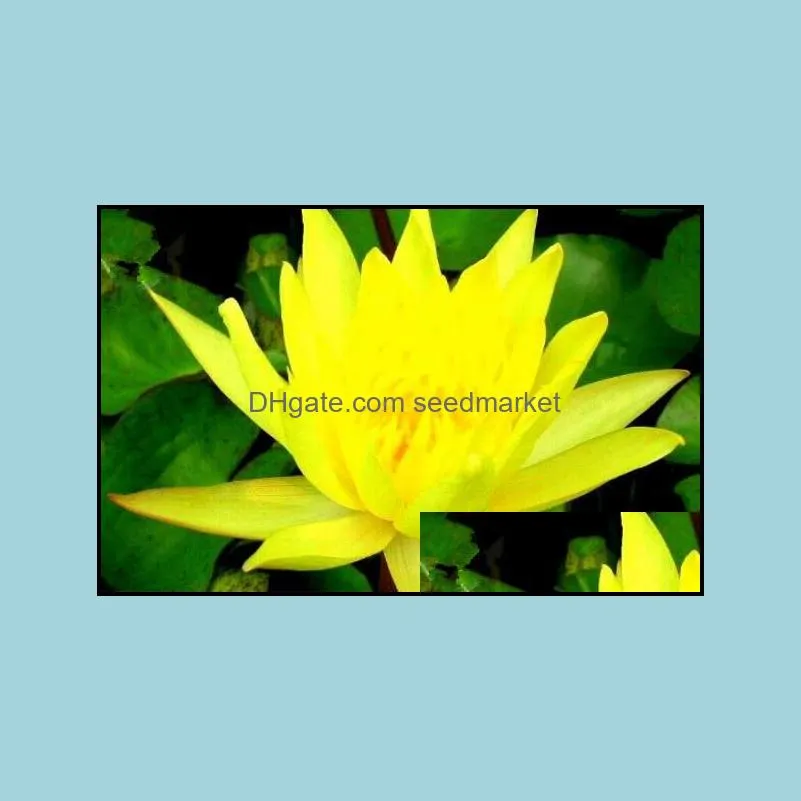 100pcs water lily lotus flower seeds bonsai rare plants for the garden wedding party decorative the germination rate 95% purify the air absorb harmful gases