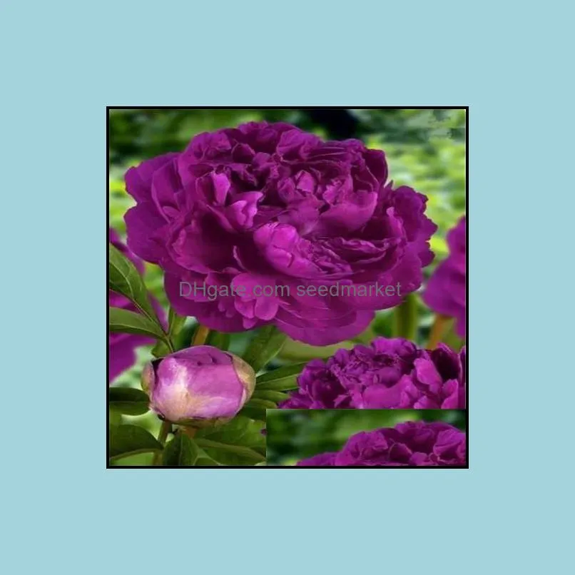 christmas plant flowers potted gift 10pcs seeds exotic double peony bonsai multicolor peony flower for garden planter