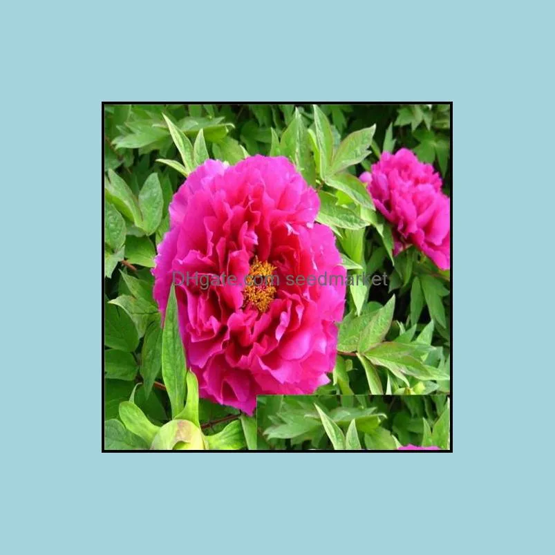 christmas plant flowers potted gift 10pcs seeds exotic double peony bonsai multicolor peony flower for garden planter