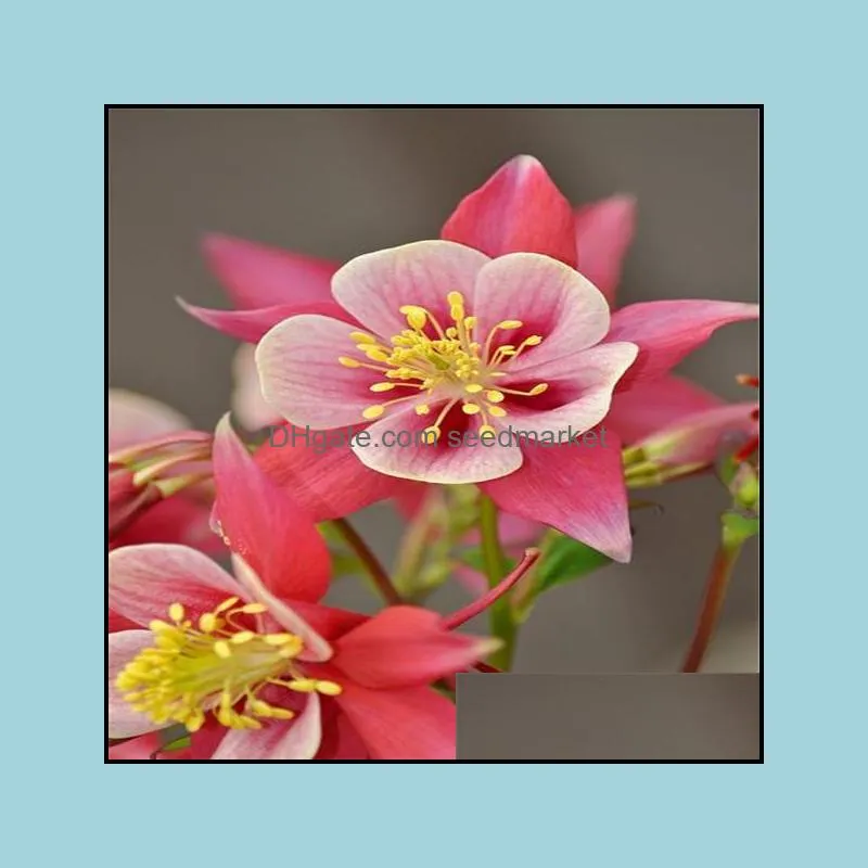 100pcs/set christmas plant of flowers flower plant gift columbine genus bonsai aquilegia perennial beautiful