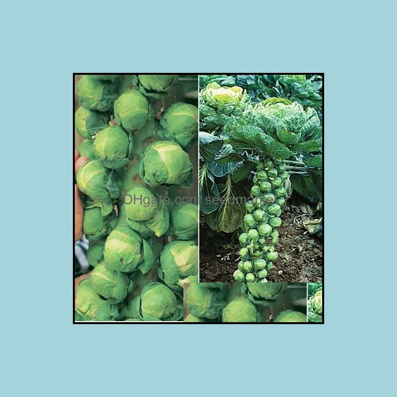 100pcs/bag seeds rare mini cabbage vegetable bonsai organic garden vegetables 98% germination rate decorative landscaping non-gmo  showy delicious
