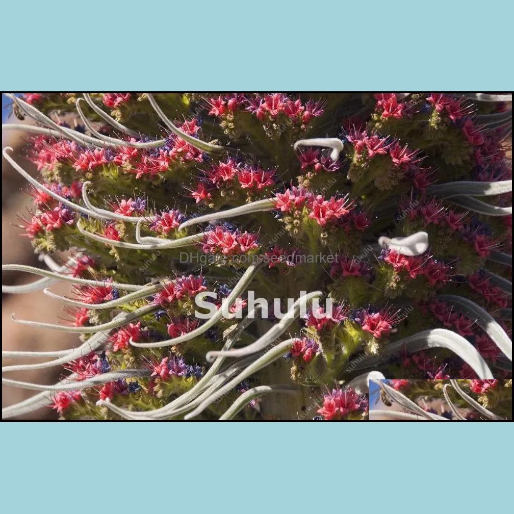 flowers potted gift 100pcs/set echium vulgare bonsai thistle flower grass plant decor torch to spend
