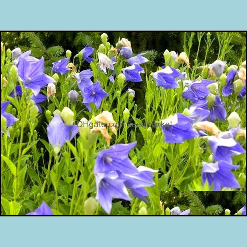 100pcs seeds japanese platycodon grandiflorum flower bonsai plant outdoor decoration mix rare color  lovely plant for home beautifying and air