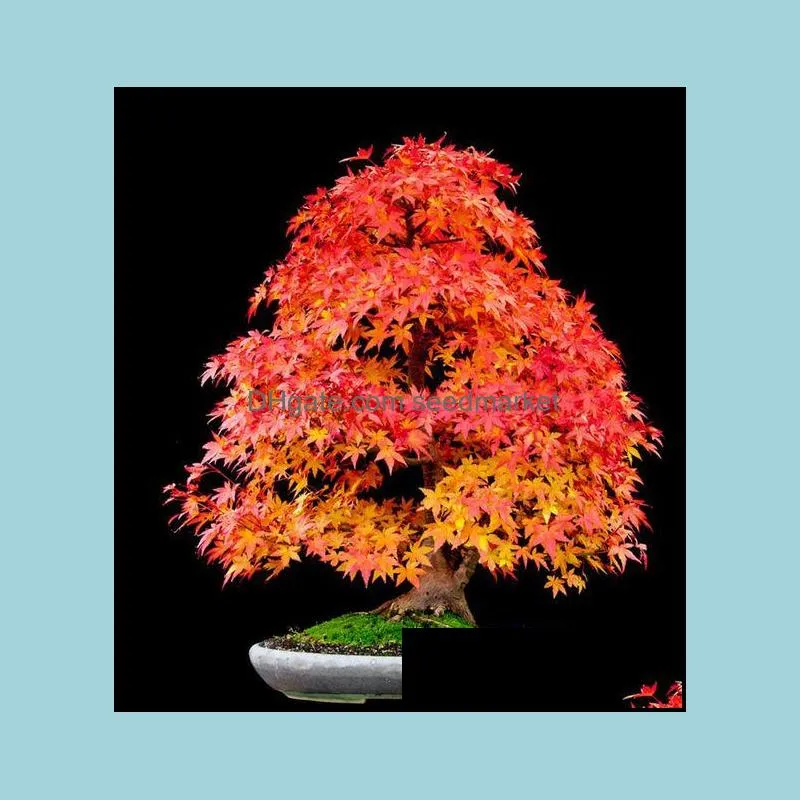 50pcs pink japan maple bonsai tree plant for home garden beautifying novel plant sementes semillas de flores raras