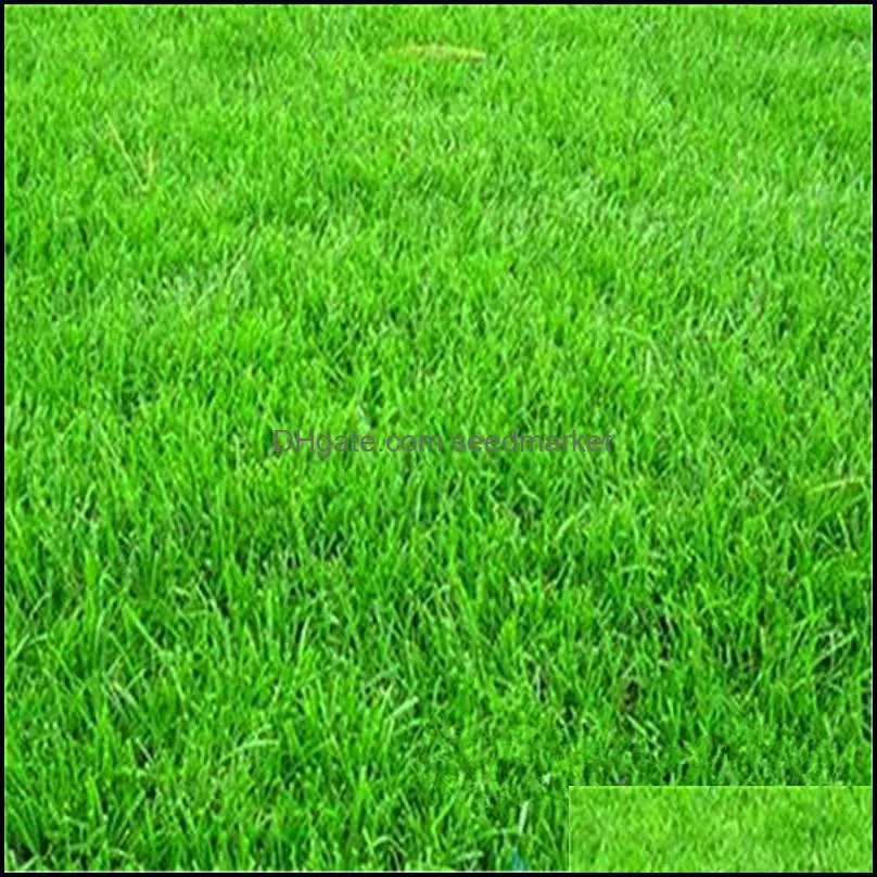 big promotion 100pcs/set high quality moss lawn grass bonsai for mini home garden  green soft runner turfgrass bonsai plants