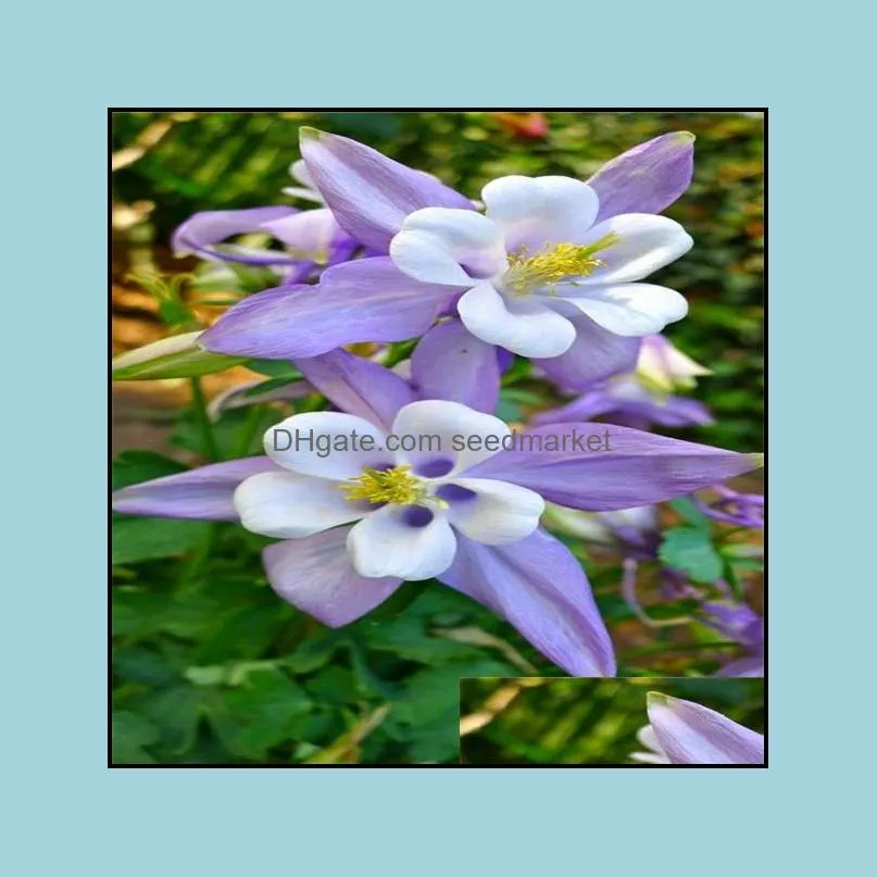 100pcs/set christmas plant of flowers flower plant gift columbine genus bonsai aquilegia perennial beautiful