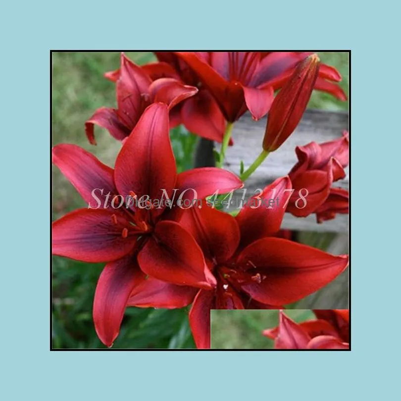 100pcs/lot seeds exotic lily flower bonsai lilium pot plant nice fragrance for home & garden pot showy beautifying and air purification the germination rate