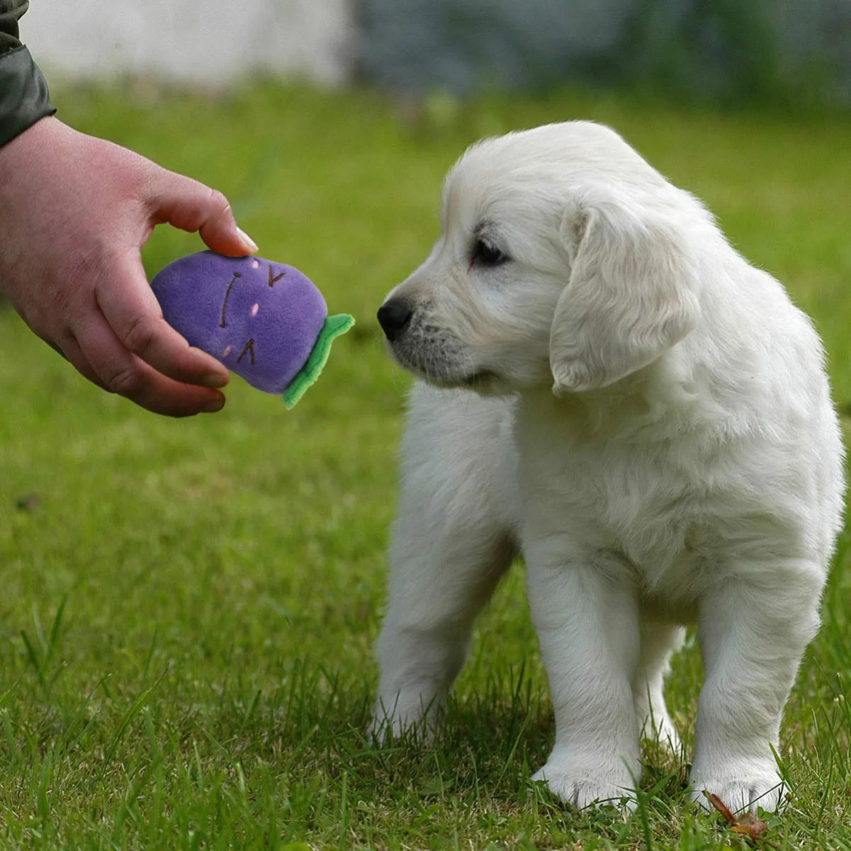 pack of 9 squeaky dog toys pet plush chew toys for puppies small dogs