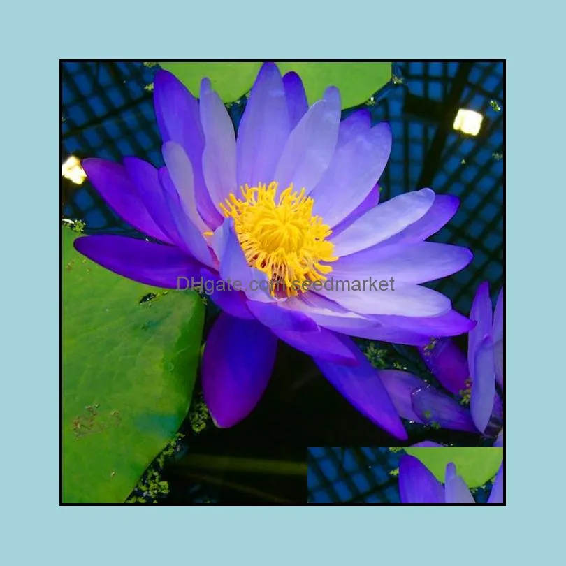 100pcs Water Lily Lotus Flower Seeds Bonsai Rare Plants for The Garden Wedding Party Decorative The Germination Rate 95% Purify The Air Absorb Harmful Gases