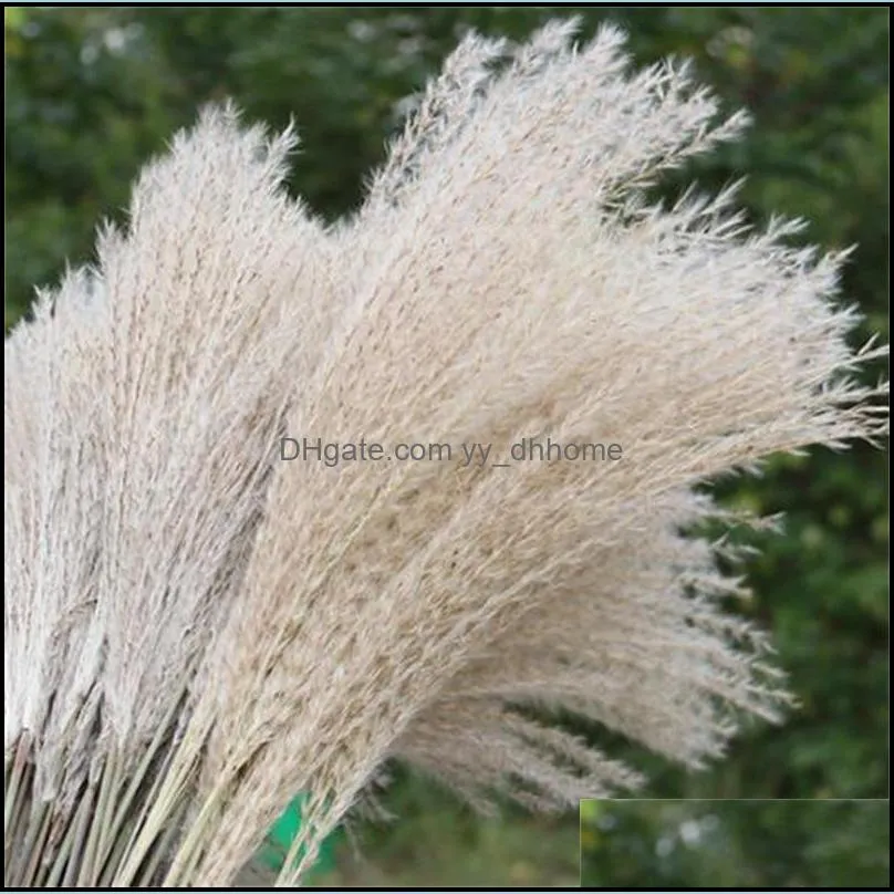 Dried Flower 50Pcs/lot Wholesale Phrag Mites Natural Dried Decorative Pampas Grass For Home Wedding Decoration Flower Bunch 56-60cm 215