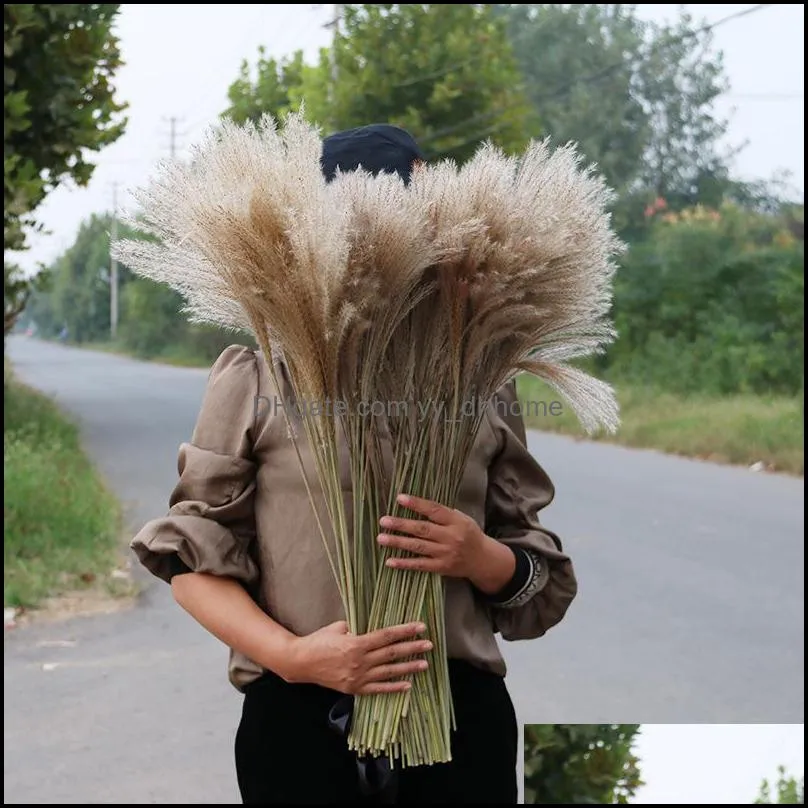 Dried Flower 50Pcs/lot Wholesale Phrag Mites Natural Dried Decorative Pampas Grass For Home Wedding Decoration Flower Bunch 56-60cm 215