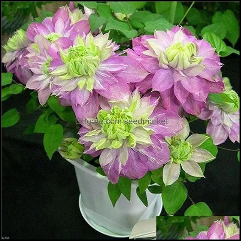 200pcs/bag Seeds Exotic Clematis Bonsai Flower Blooming Clematis Vines Plant Indoor & Outdoor Pot Plant for Home Garden Decor
