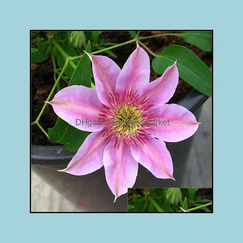200pcs/bag Seeds Exotic Clematis Bonsai Flower Blooming Clematis Vines Plant Indoor & Outdoor Pot Plant for Home Garden Decor