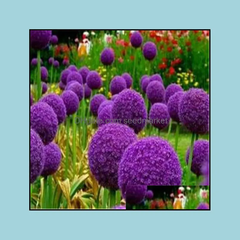 garden decorations 100pcs giant allium giganteum flower seeds bonsai rare plant for home courtyard planting variety of colors beautifying and air