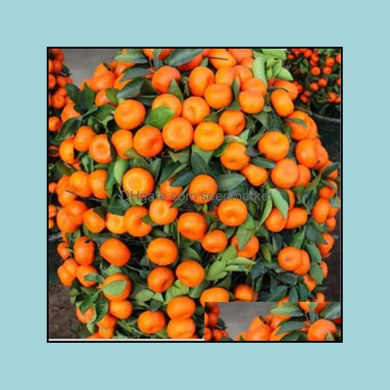 100pcs tangerine citrus orange flower seeds bonsai rare plants for the garden delicious non-gmo organic all for a summer residence the germination rate 95% fast