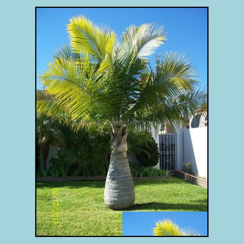 garden decorations 100pcs bottle palm tree flower seeds bonsai absorb formaldehyde rare plant for home courtyard planting