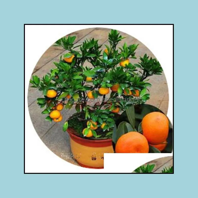 100pcs tangerine citrus orange flower seeds bonsai rare plants for the garden delicious non-gmo organic all for a summer residence the germination rate 95% fast