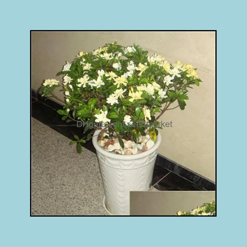 garden decorations 100pcs gardenia flower seeds bonsai rare plant for home courtyard planting radiation protection