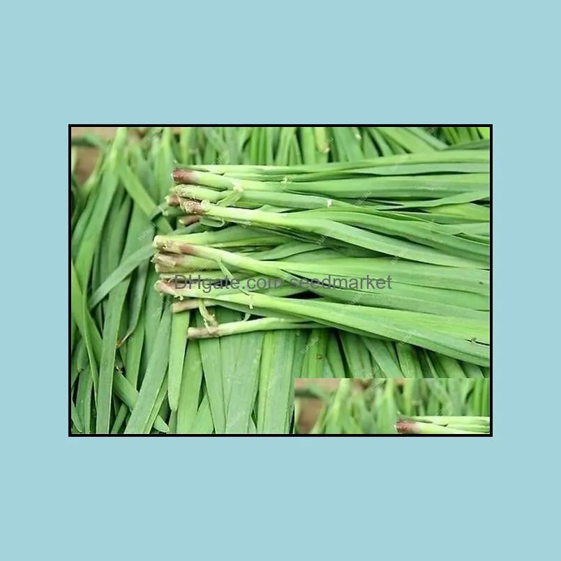 100pcs/bag seeds Chinese Chives Leek Bonsai Garden Pots Plants Home Garden Easy To Grow Organic Non-GMO Vegetables Four Seasons Planting The Germination Rate