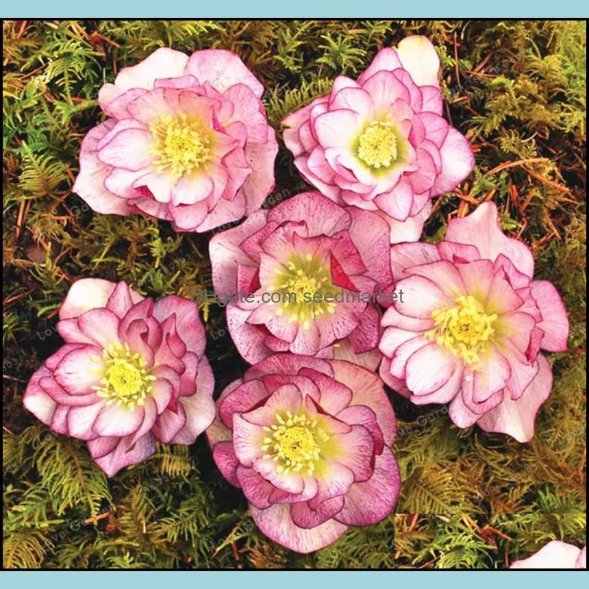 100pcs/bag seeds helleborus winter rose flower grow in winter rare bonsai outdoor plant for home garden natural growth variety of colors wedding party