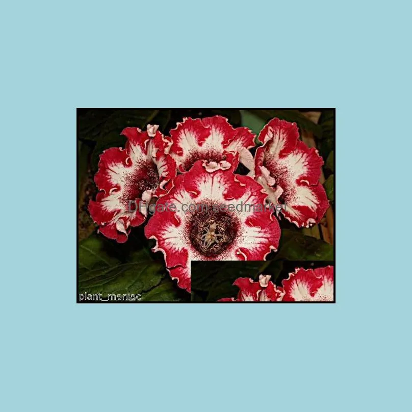 100pcs imported gloxinia plant seeds sinningia perennial bonsai flower for home and garden pot easy to grow purify the air absorb harmful gases variety of
