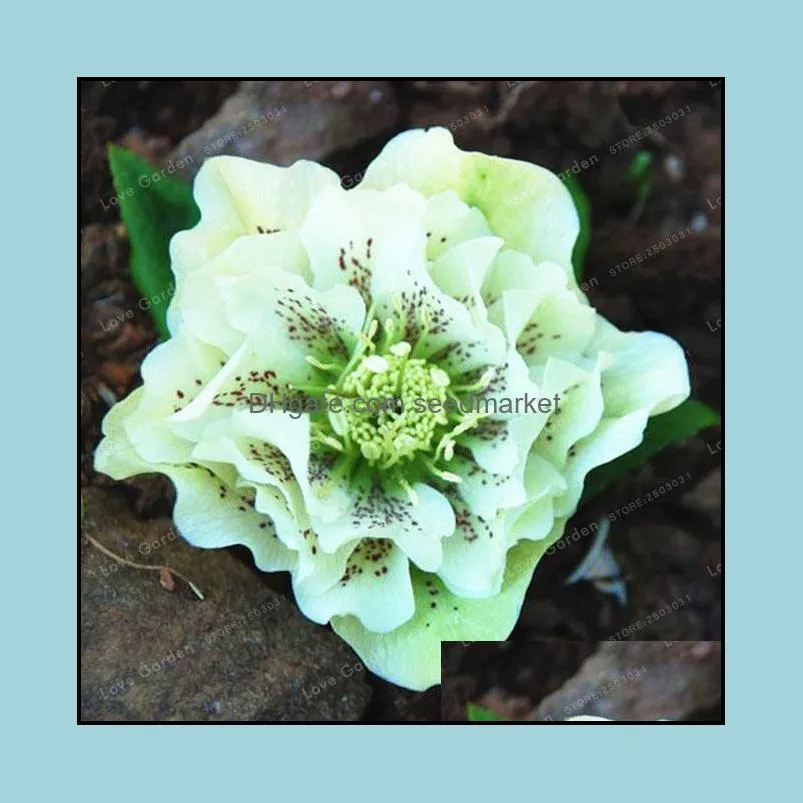 100pcs/bag seeds helleborus winter rose flower grow in winter rare bonsai outdoor plant for home garden natural growth variety of colors wedding party