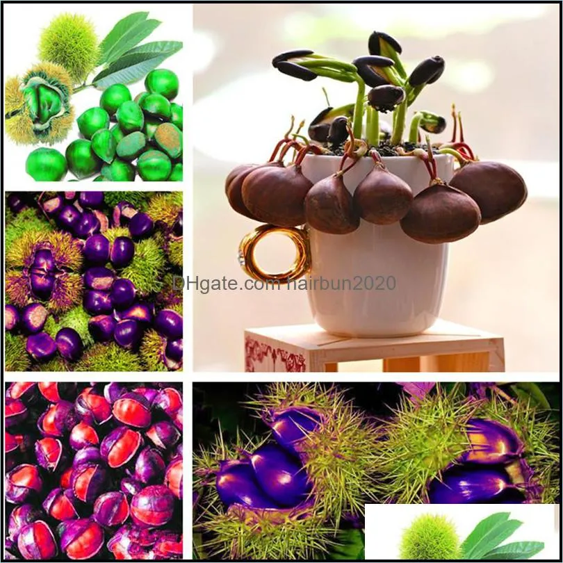 hot selling chinese chestnut seeds nut seeds bonsai plant delicious nutrition fruit tree easy grow free shipping 50 pcs