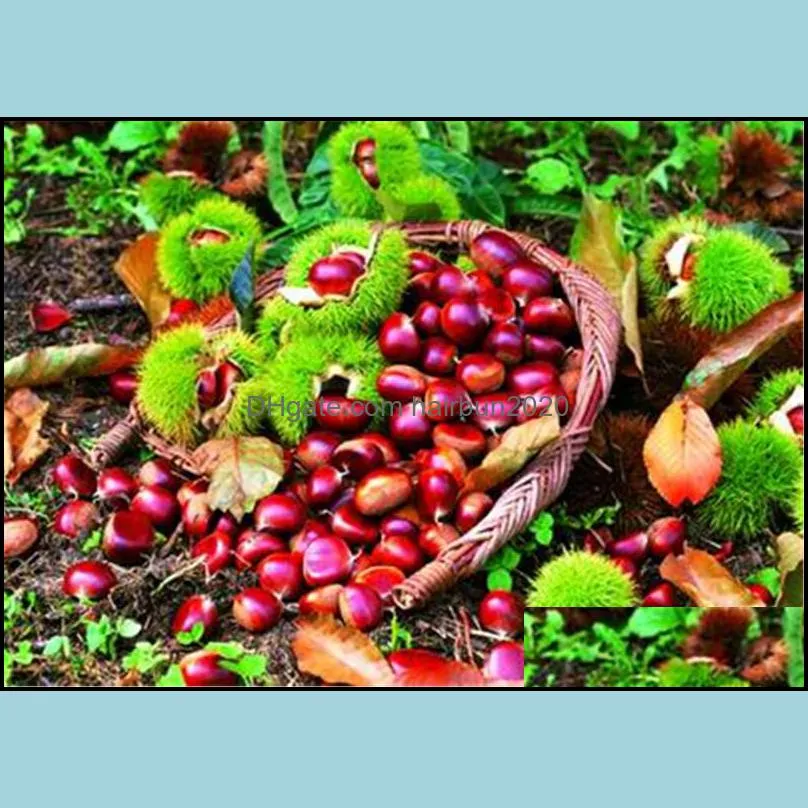 hot selling chinese chestnut seeds nut seeds bonsai plant delicious nutrition fruit tree easy grow free shipping 50 pcs