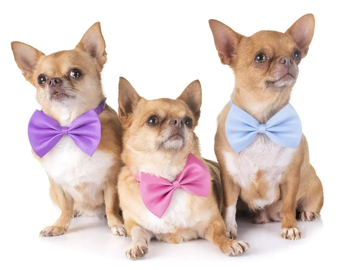 3ml pet dog bow ties collar adjustable cat bow ties neck bows bulk pet bowties mix solid pet collars accessories for small medium dog cat pets christmas birthday holiday photography