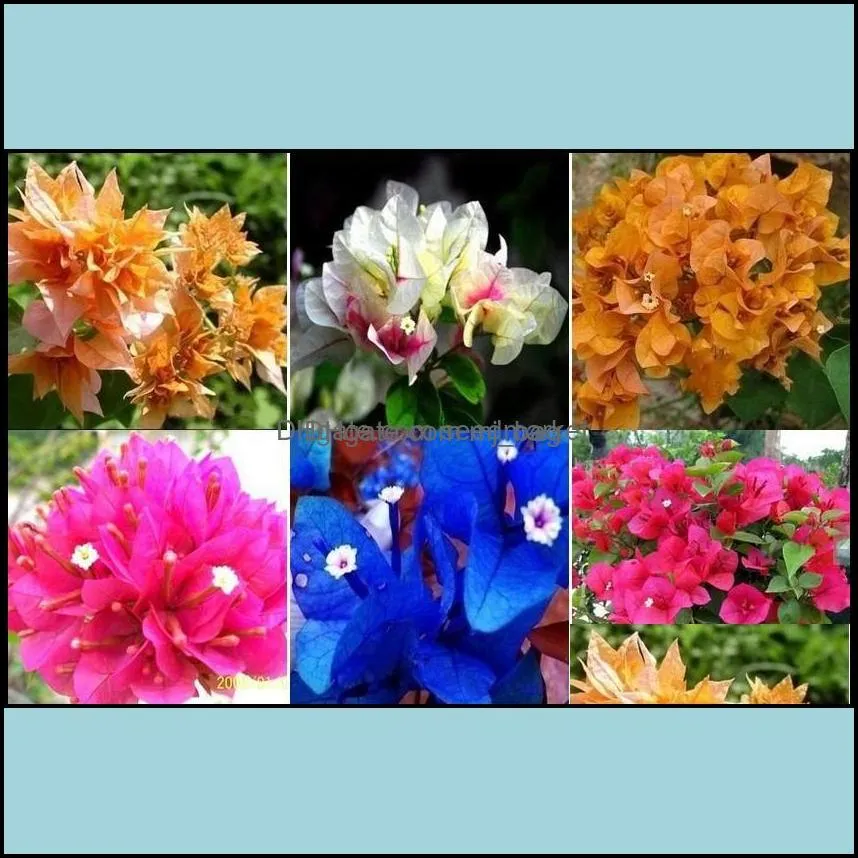 Other Garden Supplies Patio Lawn Home 200Pcs 100% Original High Quality Mix-Color Bougainvillea Spectabilis Willd B Oth9D