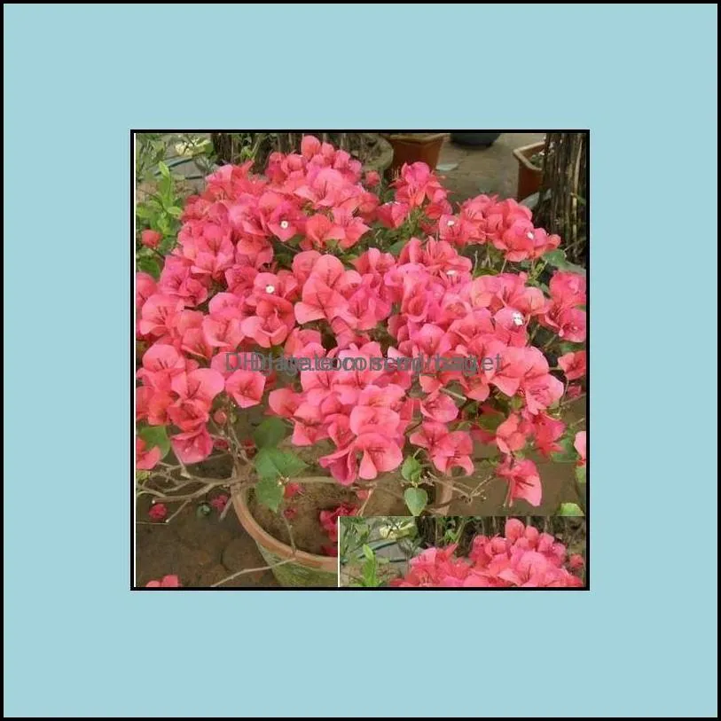 Other Garden Supplies Patio Lawn Home 200Pcs 100% Original High Quality Mix-Color Bougainvillea Spectabilis Willd B Oth9D