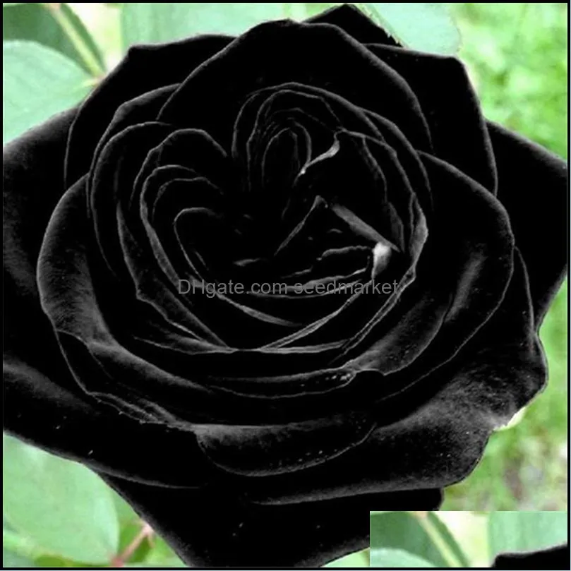 new arrival 100pcs china rare black rose flower seed beautiful potted plant perennial flower seed diy home garden decor rose seed