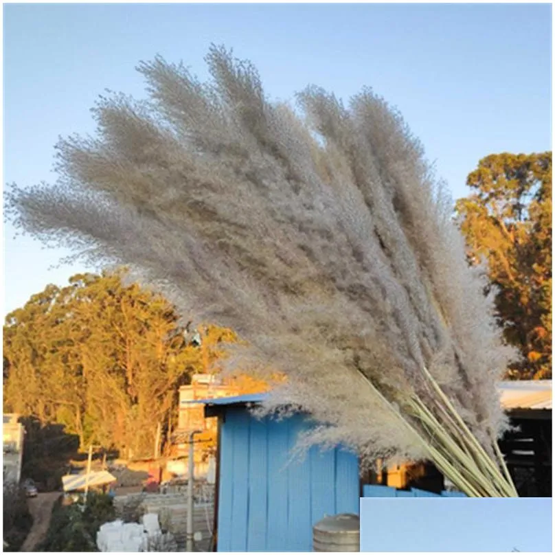 20pcs/lot wholesale phragmites natural dried decorative pampas grass for home wedding decoration flower bunch 5660cm 500 s2