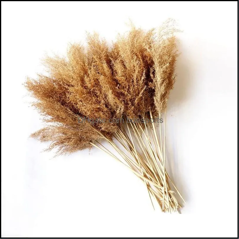  pampas grass thinker plume flower bunch small pampas grass wedding decor home real pampas grass reed natural plant ornaments 544