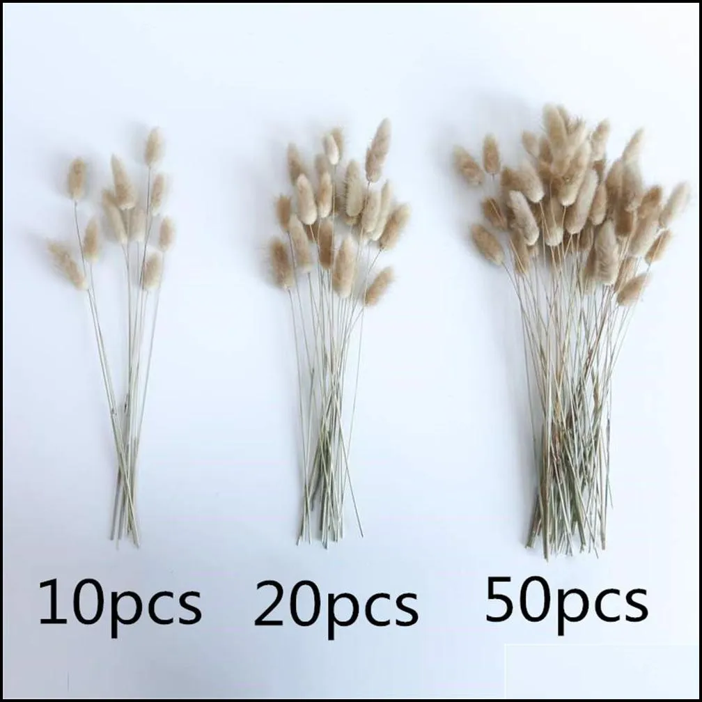 50 pcs/lot natural dried flowers lagurus ovatus rabbit bunny tail grass bunch real flower bouquet pampas grass for home wedding