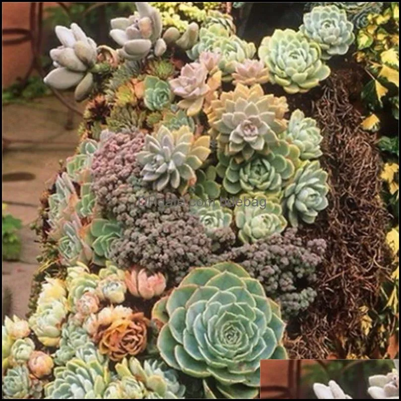  arrival succulents plants home decoration green pot plant various style eco friendly man and women gift 3 7hjh1