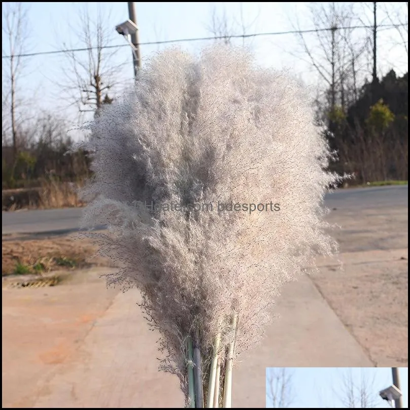 20pcs/lot decorative flowers wholesale phragmites natural dried decoratives pampas grass for home wedding decoration flower bunch 5660cm 500