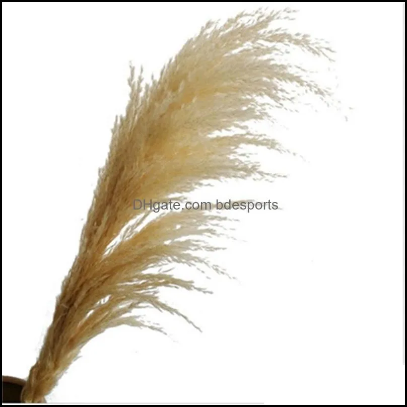 20pcs/lot decorative flowers wholesale phragmites natural dried decoratives pampas grass for home wedding decoration flower bunch 5660cm 500