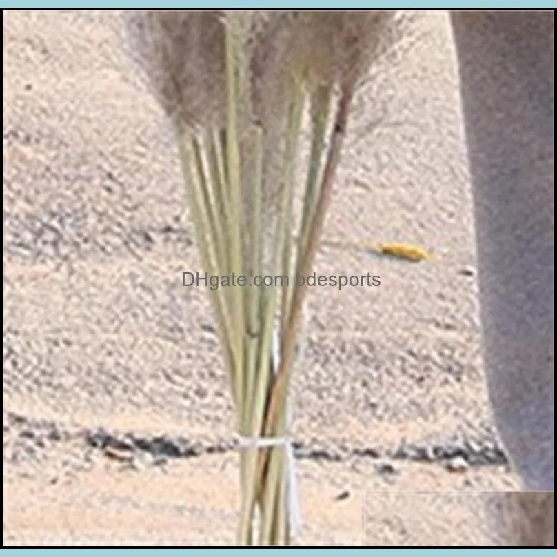 20pcs/lot decorative flowers wholesale phragmites natural dried decoratives pampas grass for home wedding decoration flower bunch 5660cm 500