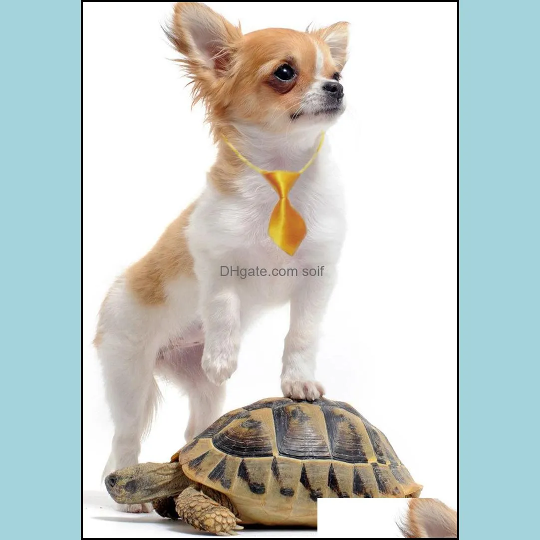 dogs apparel originality pet tie for fashion cute candy colors dog cat necktie clothes decoration pets supplies 2 5jh c r