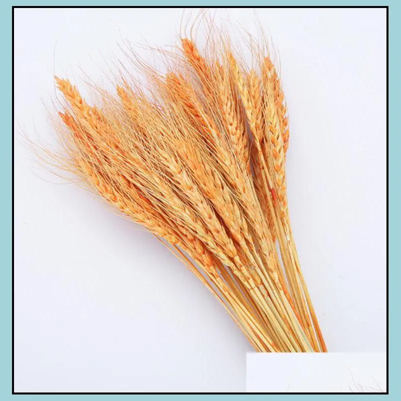 50pcs/lot natural wheat ear flower natural dried flowers for wedding party decoration diy craft scrapbook home decor wheat bouquet