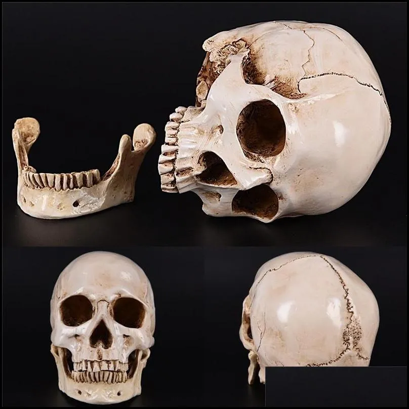 lifesize 11 human skull model replica resin medical anatomical tracing medical teaching skeleton halloween decoration statue y201006