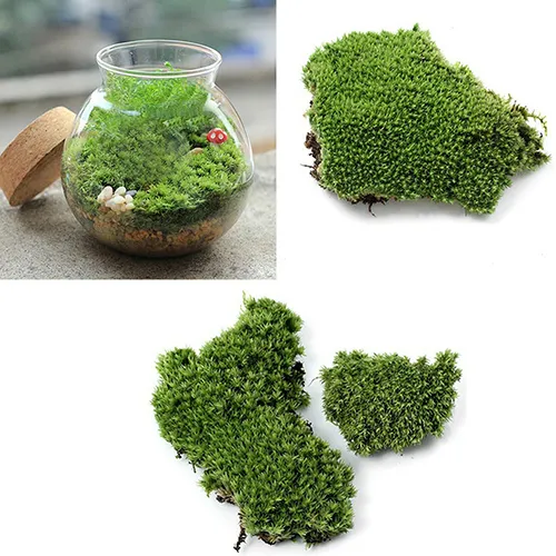 Dekoracja imprezy domowej sztuczna zielona trawa mchu ozdoby roślinne miniaturowe sztuczne rośliny C190413021314158