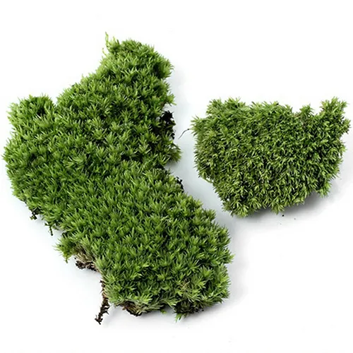 Dekoracja imprez domowych sztuczna zielona trawa mchu ozdoby roślinne miniaturowe sztuczne rośliny C190413026916875