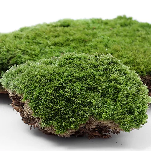 Dekoracja imprez domowych sztuczna zielona trawa mchu ozdoby roślinne miniaturowe sztuczne rośliny C190413025077211