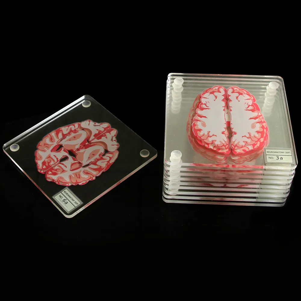 Próbka mózgu Zestaw 3D ORGAN GRAIN PLISTY Brain Plasters Square Acryl Glass Drinks Table Coaster Drunk naukowcy Prezent Y23644446